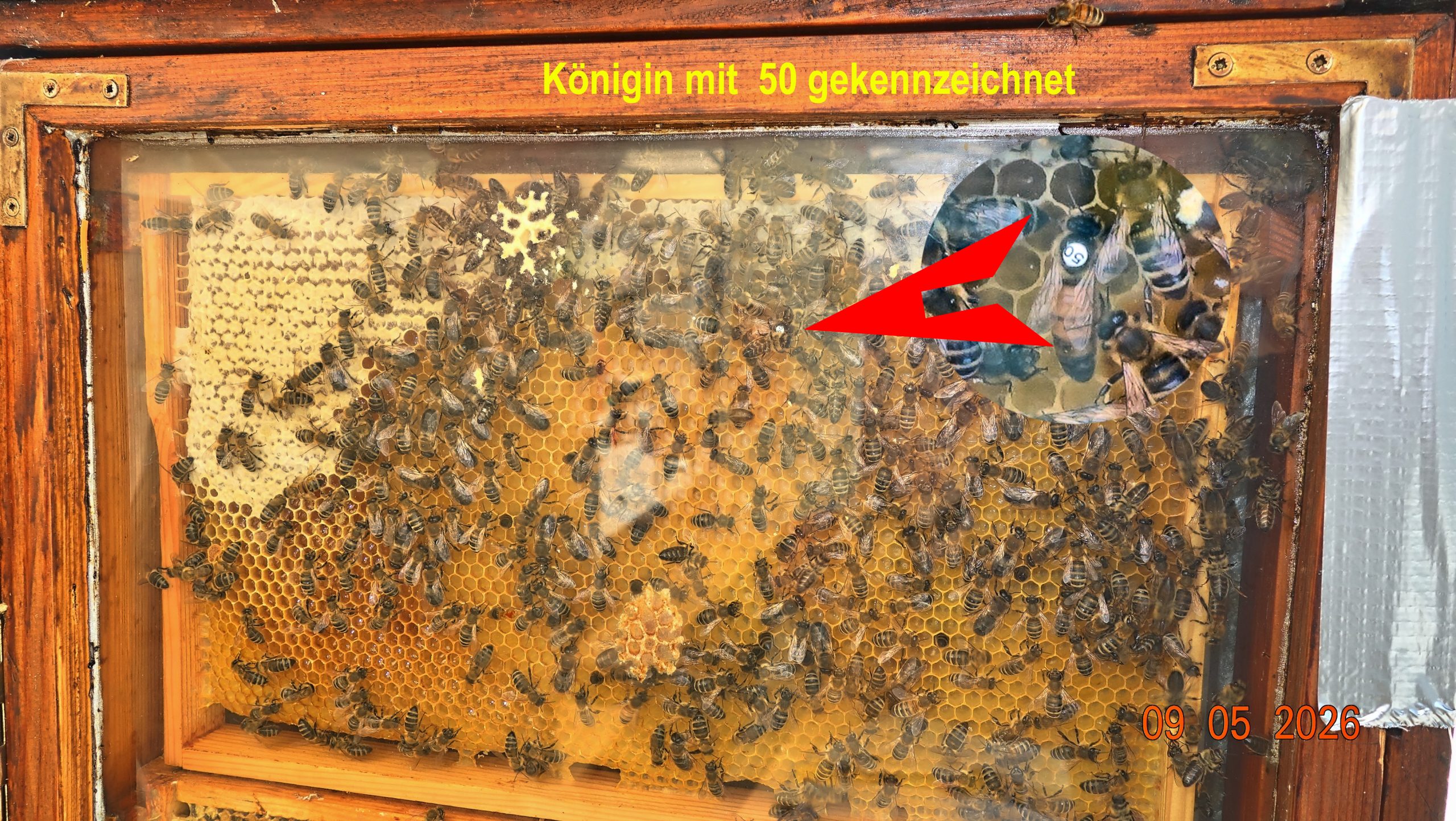 Königin